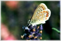 schmetterling2web.jpg