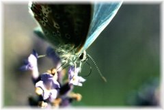 schmetterling1web.jpg