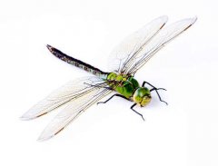 fotolia_15670472.jpg