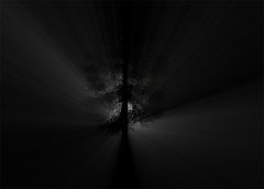 baum.jpg