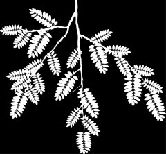 alpha_robinia_pseudoacazia-01.jpg