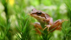 frosch.jpg