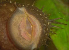 150920110606Antennenwels2.jpg