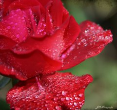 Rose Textur.jpg