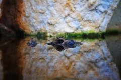 IMG_1057.jpg