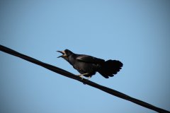 IMG_2594.jpg