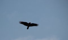 IMG_2718.jpg