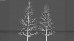Baum.jpg