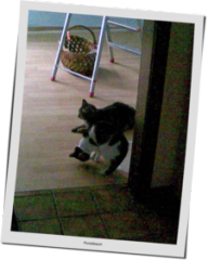 katzen.png katzen.png