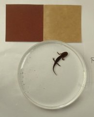 Salamander.JPG
