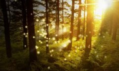 suntrees_small.jpg