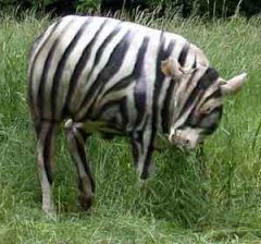 zebrakuh2.jpg