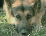 a-schaefer6.gif