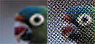 rastbird.jpg