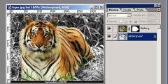 tiger.jpg