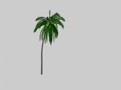 palme01.jpg