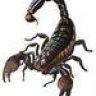 schwarzerskorpion1
