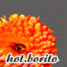 HotBoritO