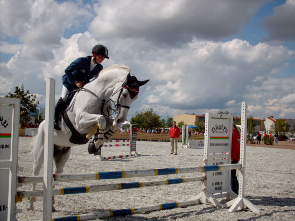 Showjumping_white_horse.jpg