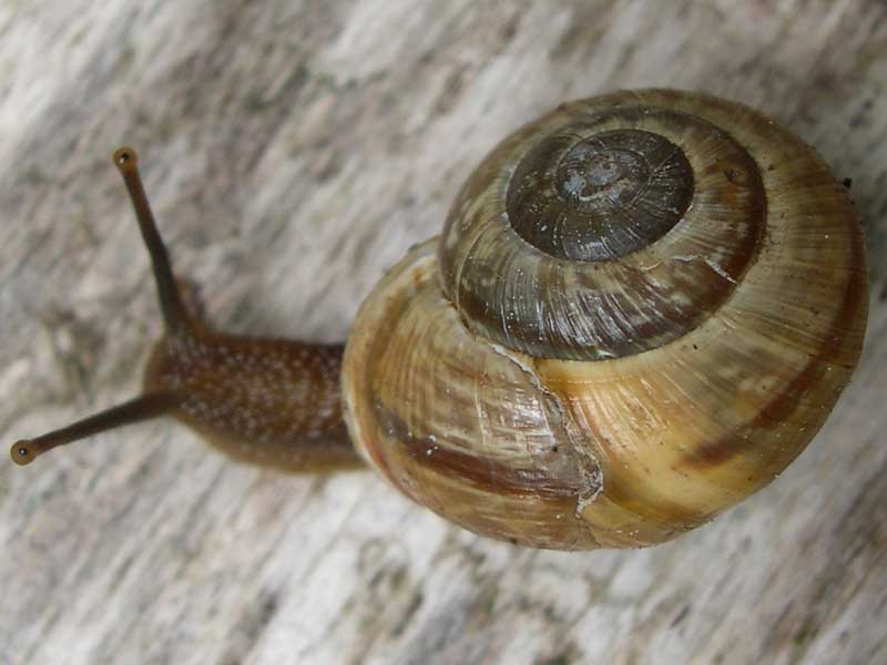 schnecke1.jpg