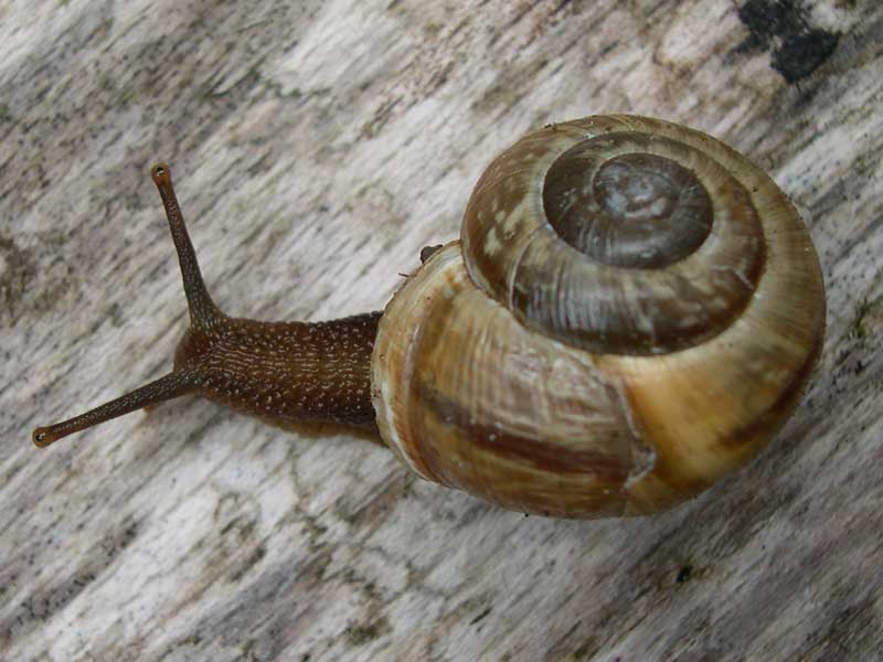 schnecke2.jpg